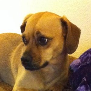 Meet your Posher, Desiree